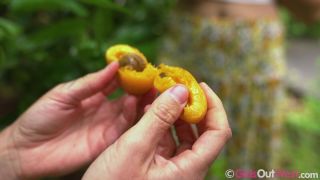 Forbidden fruit is a game where Max Peach and Pixie play together in the garden